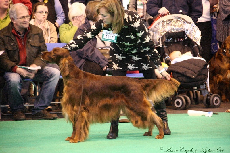 Crufts2011_2 074.jpg